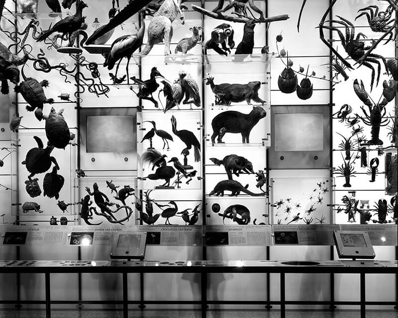 Matthew Pillsbury Spectrum of Life, Museum of Natural History, 2004